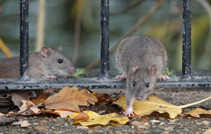 Rat Cleanup Service detail