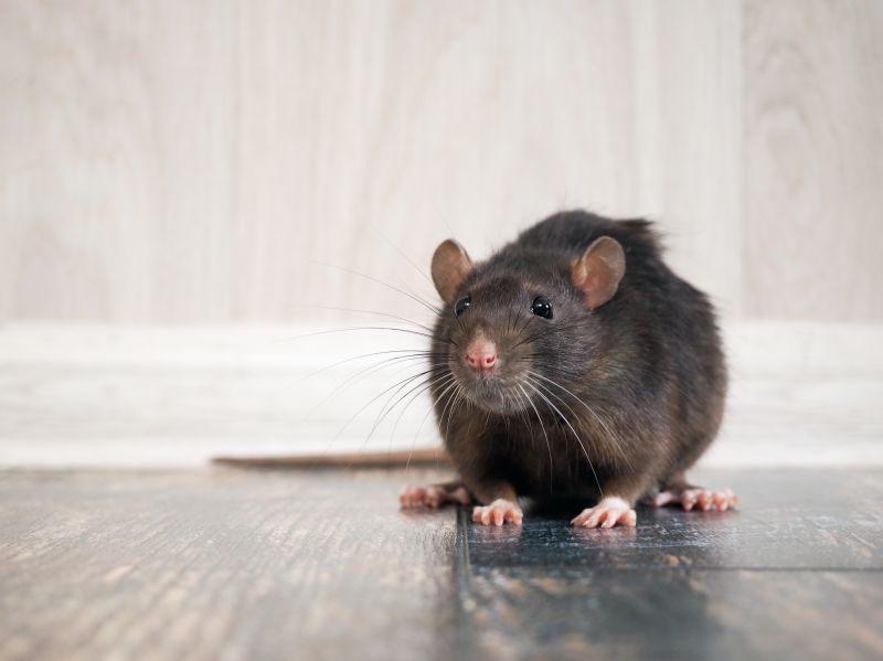 Rat Cleanup Service detail