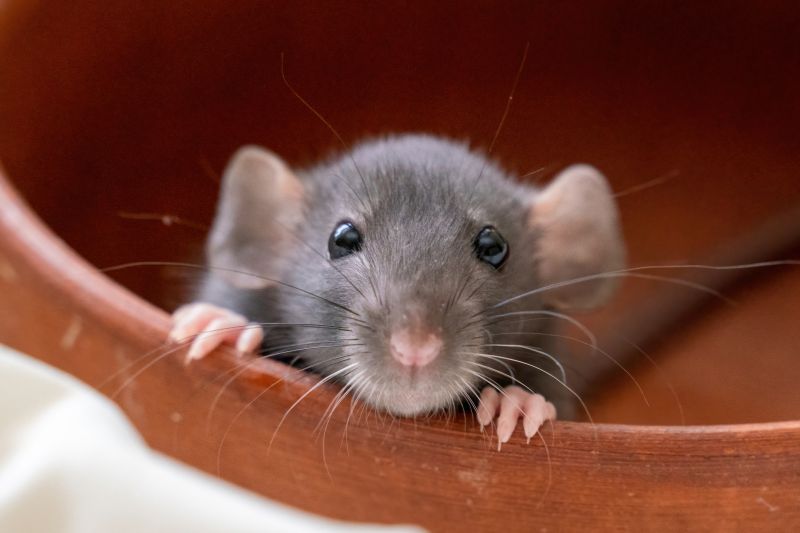 Rat Cleanup Service detail