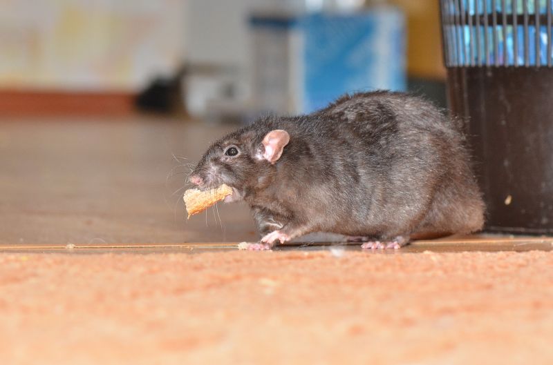 Rat Cleanup Service detail