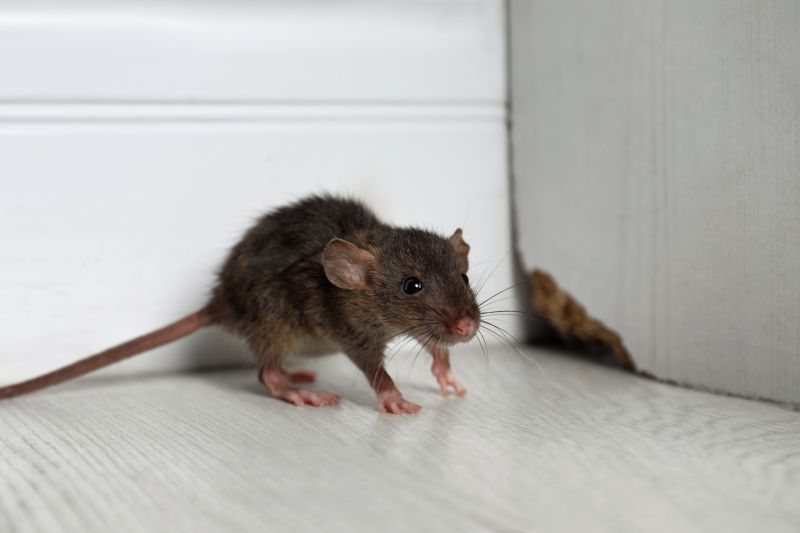Health Risks Associated With Mice And Rats In Buildings