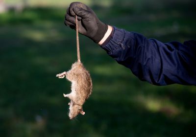 Why Commercial Rodent Control Requires Specialized Solutions